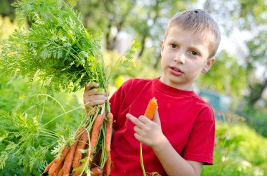 Sebze yatağında hasat yapan bir çocuk. Havuç yiyen bir çocuk sürüsü. Açık hava ülke aktiviteleri.