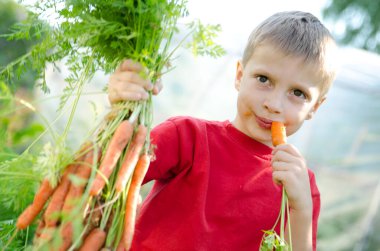 Sebze yatağında hasat yapan bir çocuk. Havuç yiyen bir çocuk sürüsü. Açık hava ülke aktiviteleri.