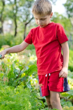 Küçük çocuk serada domates topluyor. Yeşil evlerde olgun sebze mevsimi.