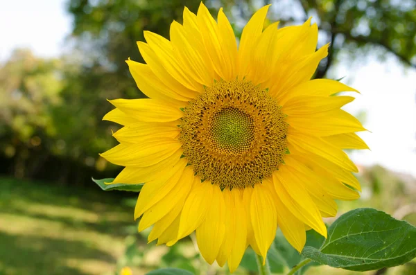 种植在花园里的向日葵 自然光户外图片 问候语 — 图库照片