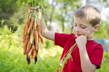 Sebze yatağında hasat yapan bir çocuk. Havuç yiyen bir çocuk sürüsü. Açık hava ülke aktiviteleri.