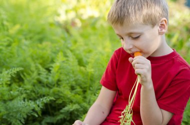 Sebze yatağında hasat yapan bir çocuk. Havuç yiyen bir çocuk sürüsü. Açık hava ülke aktiviteleri.