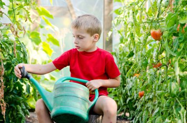 Küçük çocuk serada domates topluyor. Yeşil evlerde olgun sebze mevsimi.