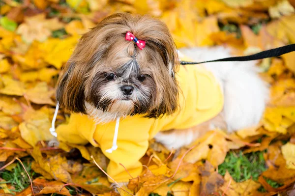 Sport Jesieni Shih Tzu Pies Spacery Jesieni Brązowy Klon Liście — Zdjęcie stockowe