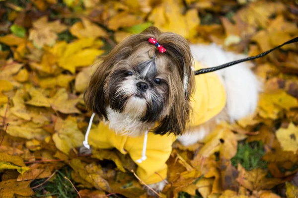 Sport Jesieni Shih Tzu Pies Spacery Jesieni Brązowy Klon Liście — Zdjęcie stockowe