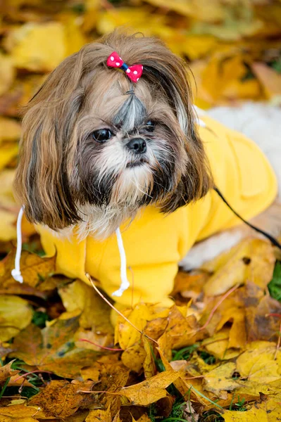 Sport Fall Shih Tzu Dog Walking Autumn Brown Maple Leaves — Fotografia de Stock