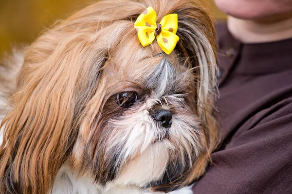 Sport Fall Shih Tzu Dog Walking Autumn Brown Maple Leaves — Stock Photo, Image