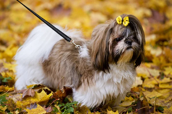 秋のスポーツ 黄色のジャケットと秋の茶色のカエデの葉の上を歩く石頭犬 — ストック写真