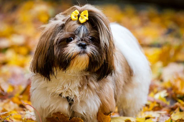 秋のスポーツ 黄色のジャケットと秋の茶色のカエデの葉の上を歩く石頭犬 — ストック写真