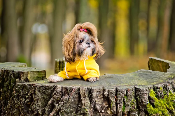Sport Fall Shih Tzu Dog Walking Autumn Brown Maple Leaves — Fotografia de Stock