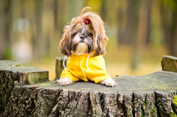 Sport Jesieni Shih Tzu Pies Spacery Jesieni Brązowy Klon Liście — Zdjęcie stockowe