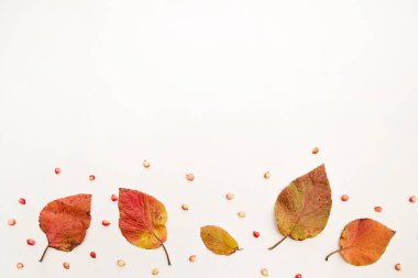 Beyaz arkaplanda izole edilmiş çok renkli sonbahar yaprakları koleksiyonu