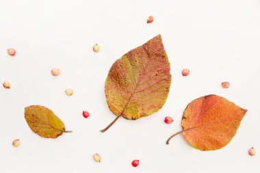 Beyaz arkaplanda izole edilmiş çok renkli sonbahar yaprakları koleksiyonu