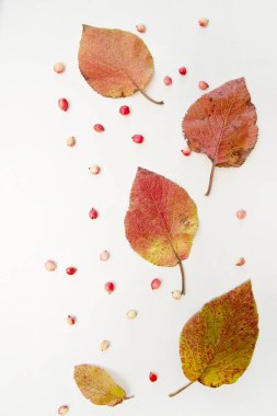 Beyaz arkaplanda izole edilmiş çok renkli sonbahar yaprakları koleksiyonu