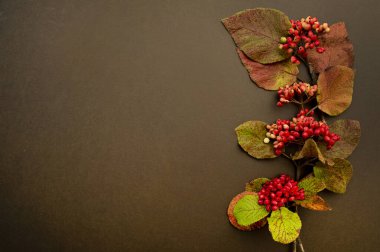 Koyu bir geçmişi olan bir grup Rowan. Çiçeksel kompozisyon.