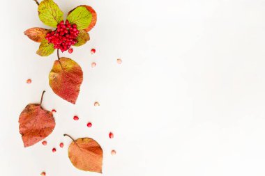 Beyaz arkaplanda izole edilmiş çok renkli sonbahar yaprakları koleksiyonu