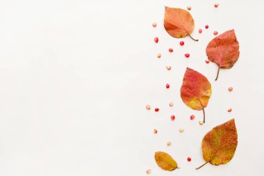 Beyaz arkaplanda izole edilmiş çok renkli sonbahar yaprakları koleksiyonu
