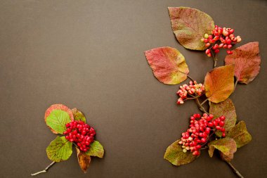 Koyu bir geçmişi olan bir grup Rowan. Çiçeksel kompozisyon.