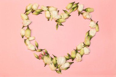 Östoma çiçekleri arka planda yayılmış, düz yatıyordu.