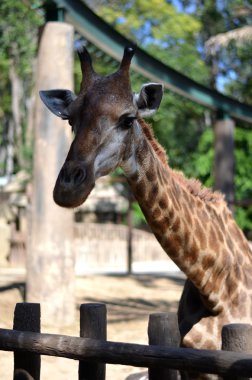 Zürafa Hayvanat Bahçesi, Chiang Mai, Tayland