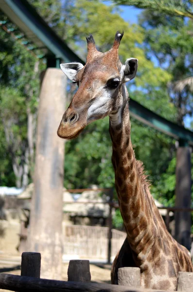 Zürafa Hayvanat Bahçesi, Chiang Mai, Tayland
