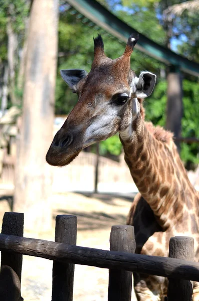 Giraff i djurparken, Chiang Mai, Thailand — Stockfoto