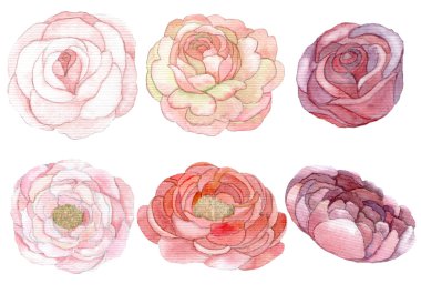 Gül ve peonies kümesi