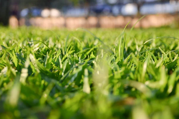 Backgound of blurred grass — Stock Photo, Image