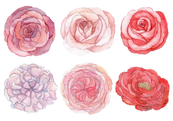 Conjunto de rosas y peonías — Foto de Stock