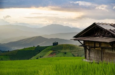Pirinç alan, kırsal dağ manzaralı, güzel manzara