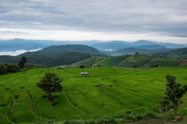 Pirinç alan, kırsal dağ manzaralı, güzel manzara