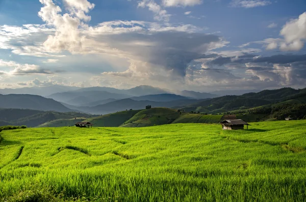 Rice field, Rural mountain view, Beautiful landscape — Stock Photo, Image