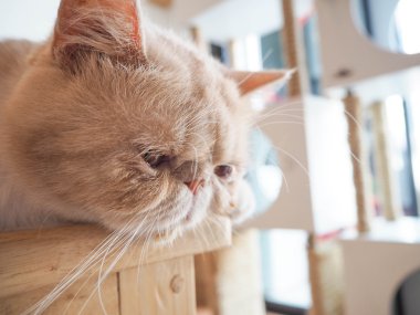 kedi masada oturuyor.