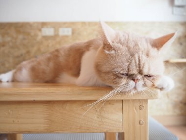 kedi masada oturuyor.