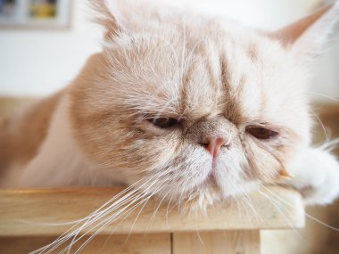 kedi masada oturuyor.