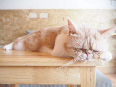 kedi masada oturuyor.