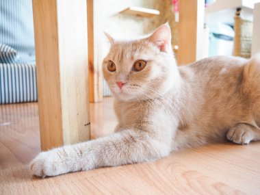 Kedi yerde oturuyor.