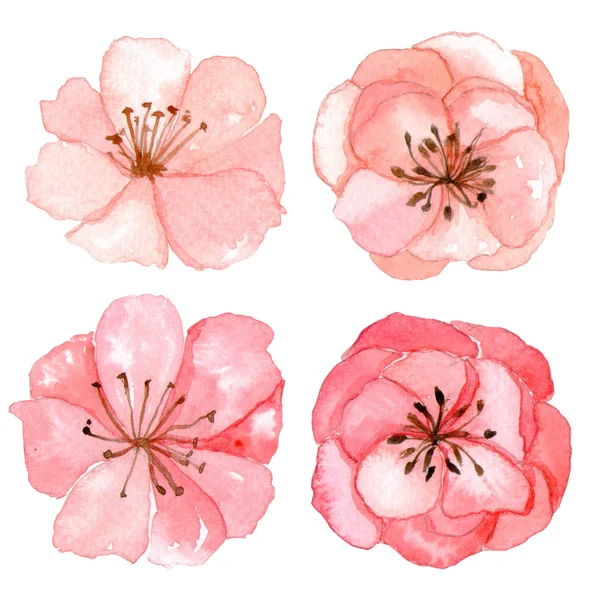 Aantal bloemen aquarel tekening — Stockfoto