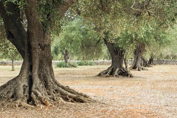 Вид на оливковые деревья — стоковое фото
