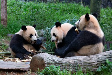 Üç dev pandanın öğle yemeği, Dev Panda Üreme Araştırma Üssü (Xiongmao Jidi), Chengdu, Çin