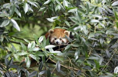 Ormanda kızıl panda, ağaçta yatan kırmızı panda yeşil yapraklı doğal yaşam alanı.,