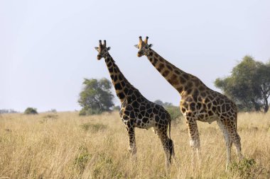 Zürafalar sıcak ve güneşli yaz gününde safaride Savanna 'da. Doğanın vahşi doğası arka planda açık kahverengi çalılar, çimenler ve dağlarla dolu. Hayvanların özgürce dolaştığı Güney Afrika 'da vahşi alan