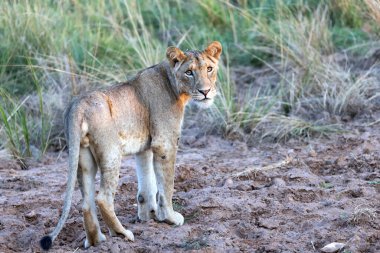 Kruger Ulusal Parkı, Güney Afrika 'daki Afrika savanasında görkemli bir dişi aslan gücü elinde tutuyor.