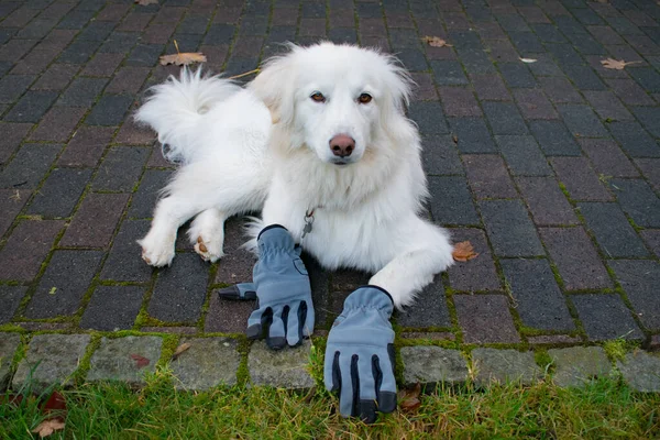 手袋や葉を身に着けている面白い犬は家の仕事をする 犬は雑用を行うモチーフ ストック画像