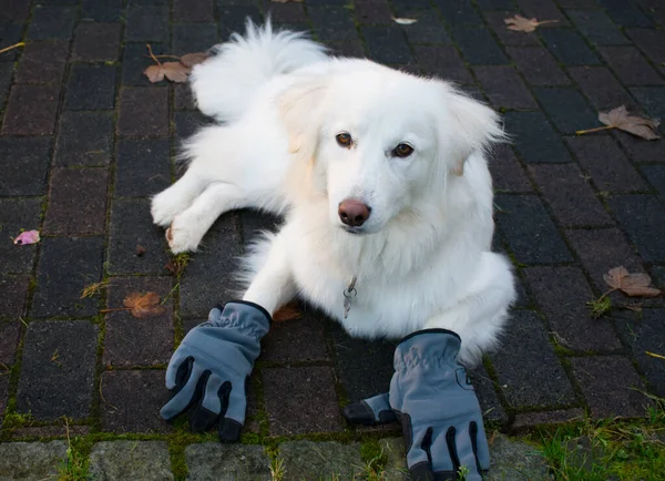 手袋や葉を身に着けている面白い犬は家の仕事をする 犬は雑用を行うモチーフ ストック写真