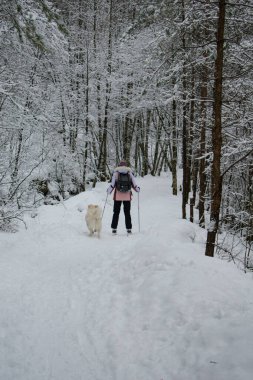 Norveç 'te Genç Kadın Köpekle Kros Kayağı (Husky / Samoyed)