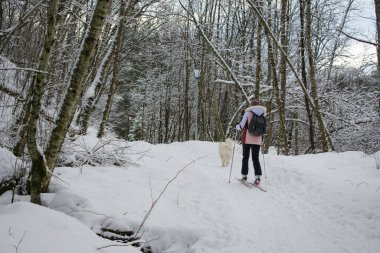 Norveç 'te Genç Kadın Köpekle Kros Kayağı (Husky / Samoyed)