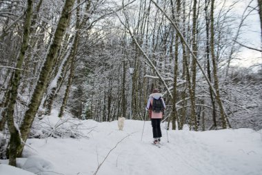 Norveç 'te Genç Kadın Köpekle Kros Kayağı (Husky / Samoyed)