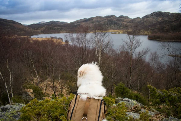 Dog hiking with a backpack in the mountains of Norway overlooking beautiful lake. Hiking with dogs.