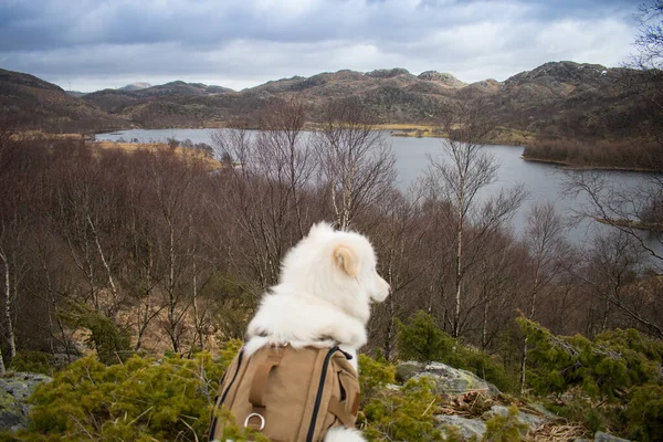 Dog hiking with a backpack in the mountains of Norway overlooking beautiful lake. Hiking with dogs.